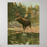 Moose Walking in Water