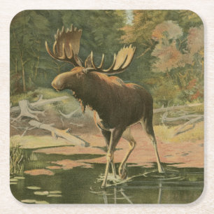Moose Walking in Water Square Paper Coaster