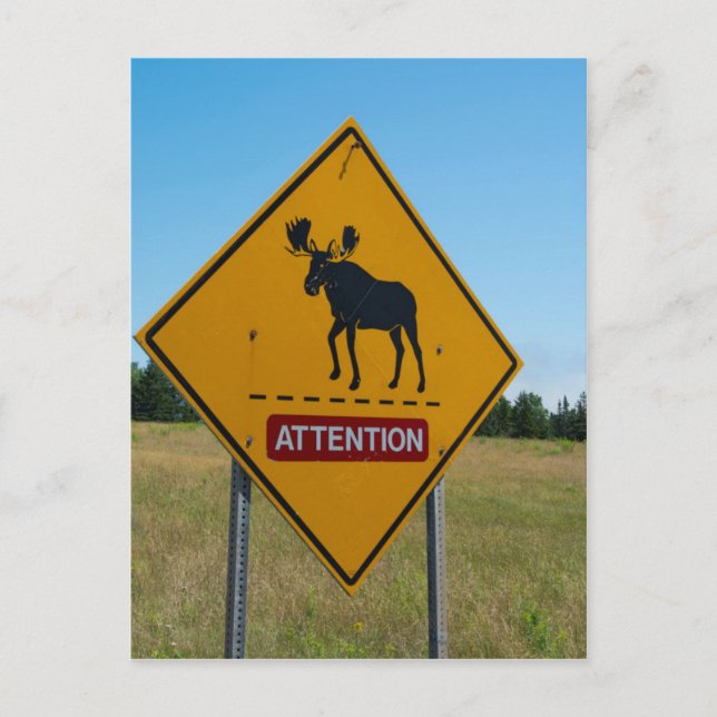 Moose Warning Sign Postcard (Front)