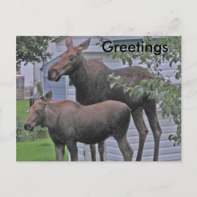 Moose with calf - Greetings Postcard (Front)