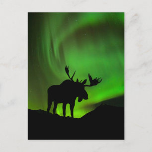 Moose with Green Aurora Borealis, Alaska Postcard