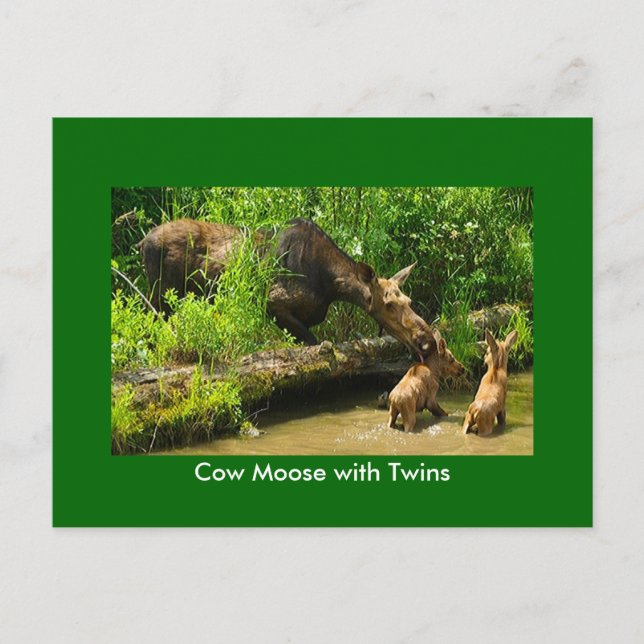 Moose with Twins Postcard (Front)