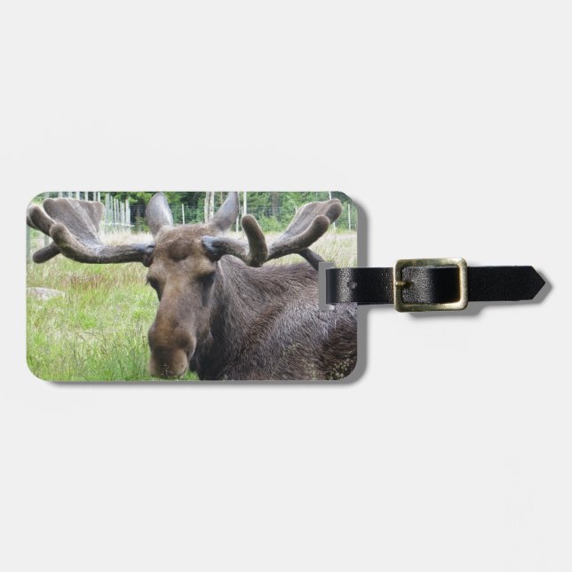Moose WTF Luggage Tag (Front Horizontal)