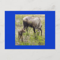 Moosecalf