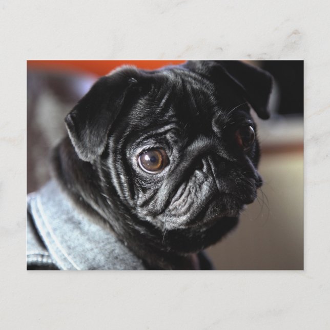 Mops Postcard (Front)