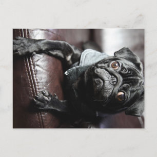 Mops Postcard