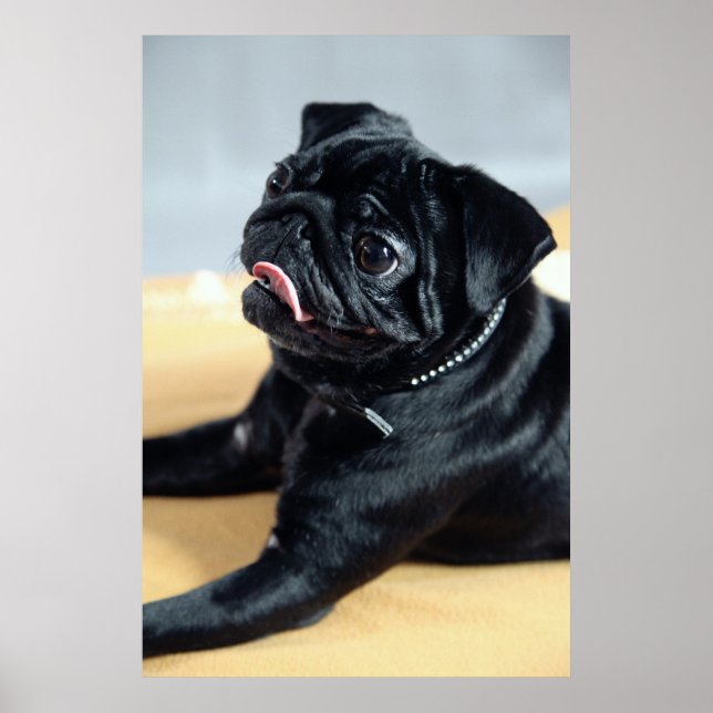 mops poster (Front)