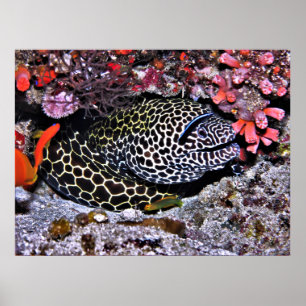 Moray and Friends Poster