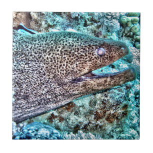 Moray Eel Tile