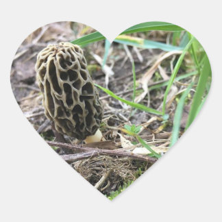 Morchella esculenta, Black Morel, Morel Mushroom Heart Sticker