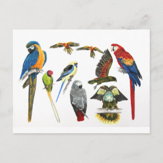 more and more Parrots for all your gifts Postcard