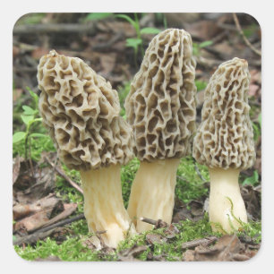 More Morels Square Sticker