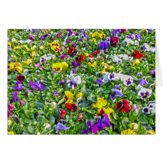 More Pansies (Front Horizontal)