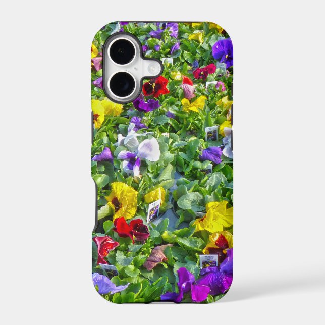 More Pansies (Back)