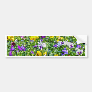 More Pansies Bumper Sticker