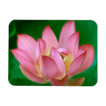 More than a Dream Magnet