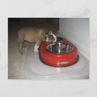 more than you can chew postcard