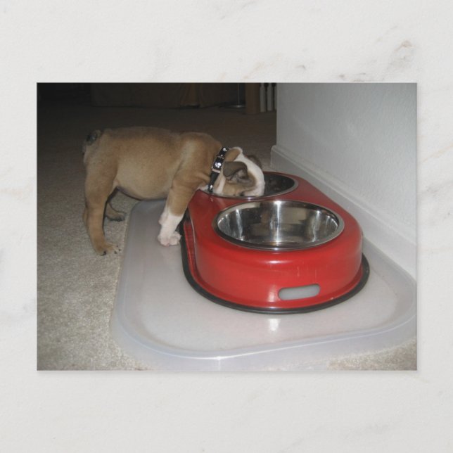 more than you can chew postcard (Front)