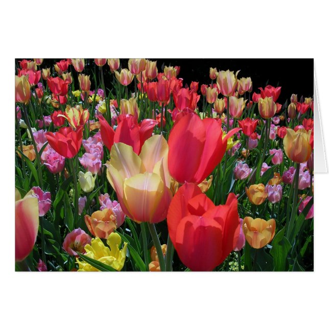 More Tulips (Front Horizontal)
