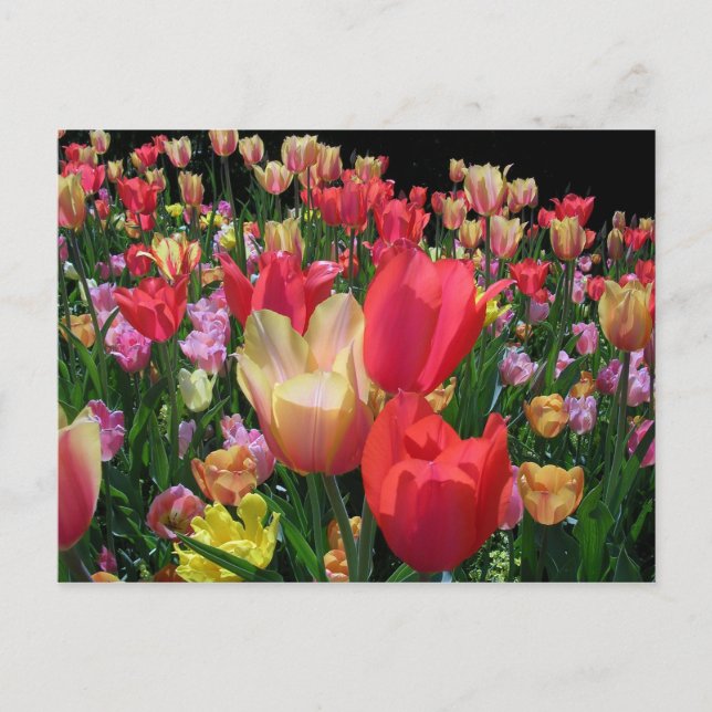 More Tulips Postcard (Front)