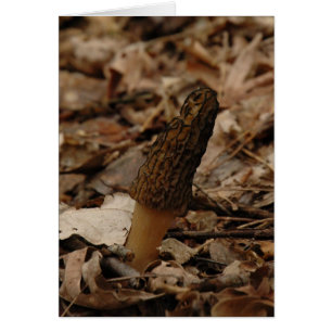 Morel