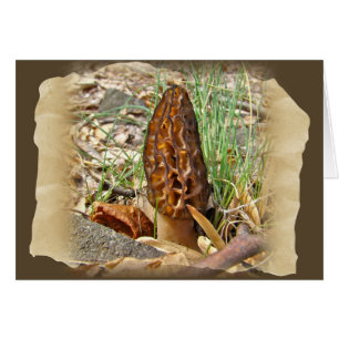 Morel Mushroom