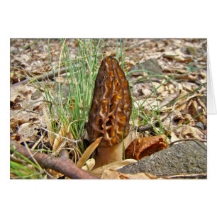 Morel Mushroom