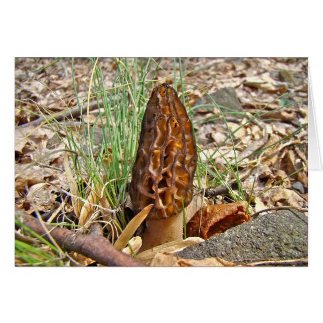 Morel Mushroom (Front Horizontal)