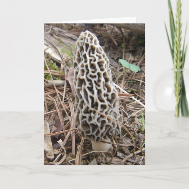 Morel Mushroom Card (Front)