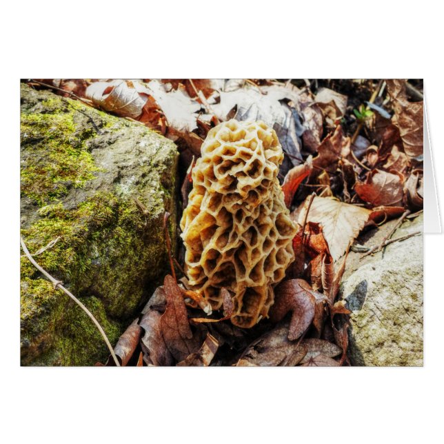 Morel Mushroom in the Wild (Front Horizontal)