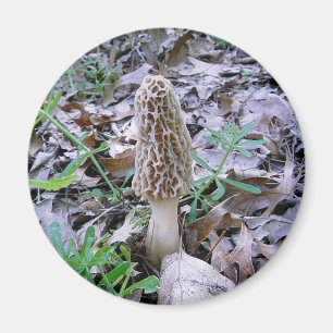 Morel mushroom magnet