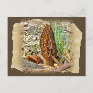 Morel Mushroom Postcard