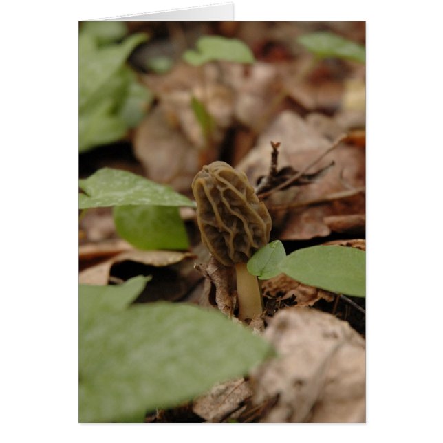 Morel Time (Front)