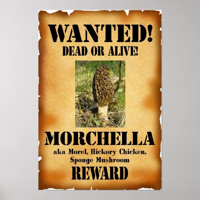 Morel - Wanted Dead or Alive Poster (Front)