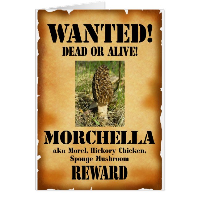 Morel - Wanted Poster (Front)