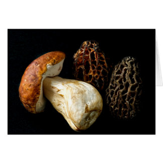 Morels and King Bolete