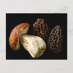 Morels and King Bolete Postcard