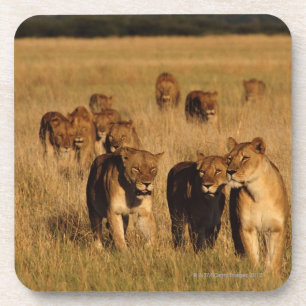 Moremi Wildlife Reserve, Botswana Coaster
