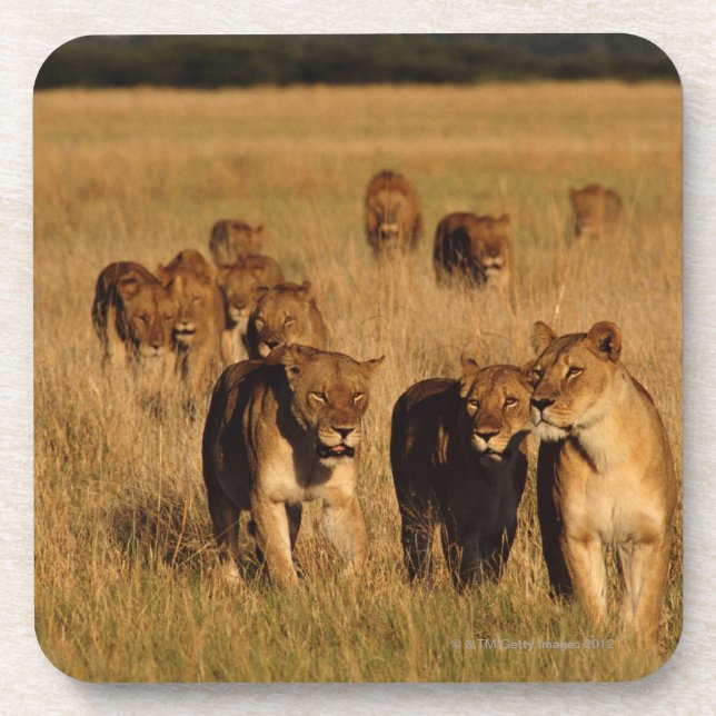 Moremi Wildlife Reserve, Botswana Coaster (Front)