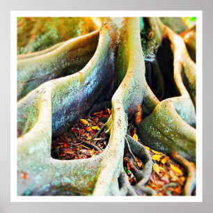 Moreton bay fig tree roots poster
