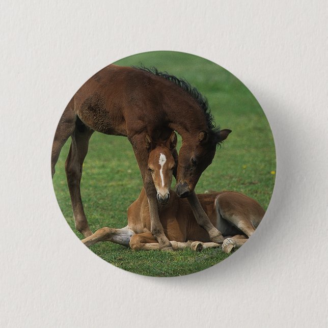 Morgan Foals Playing 6 Cm Round Badge (Front)