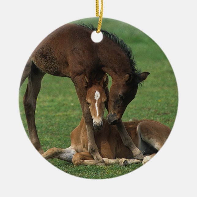 Morgan Foals Playing Ceramic Ornament (Front)
