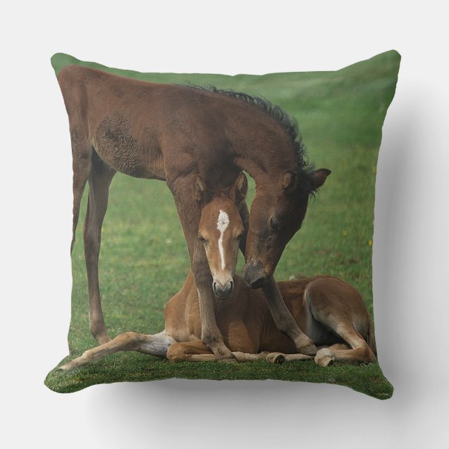 Morgan Foals Playing Cushion (Front)