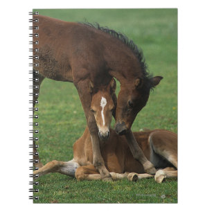 Morgan Foals Playing Notebook