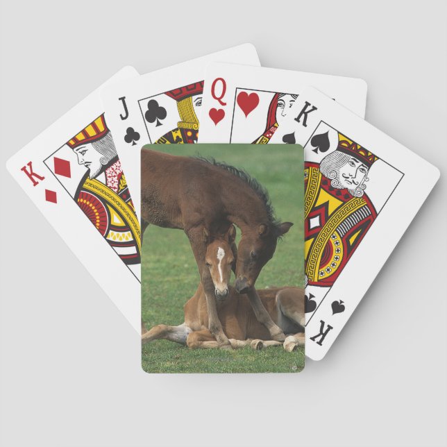 Morgan Foals Playing Playing Cards (Back)