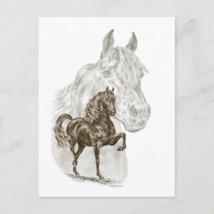 Morgan Horse Art Postcard