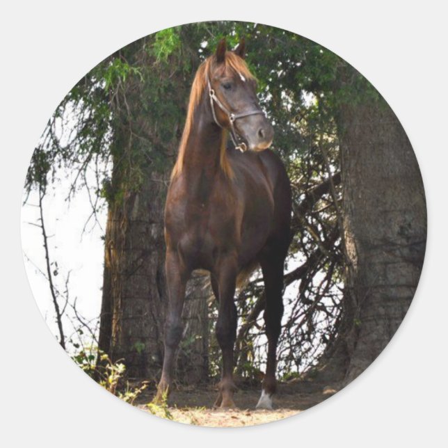 Morgan Horse Products!! Classic Round Sticker (Front)