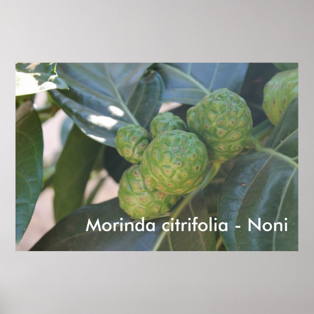 Morinda citrifolia - Noni Poster (Front)