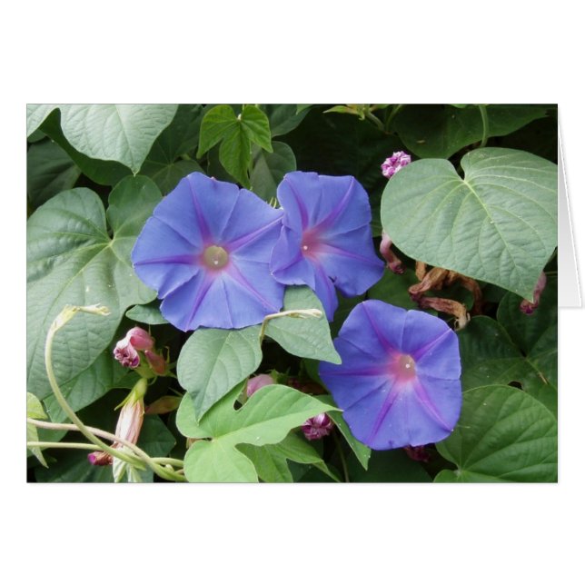 Moring Glories Card (Front Horizontal)