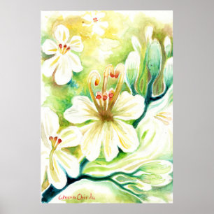 Moringa flowers poster